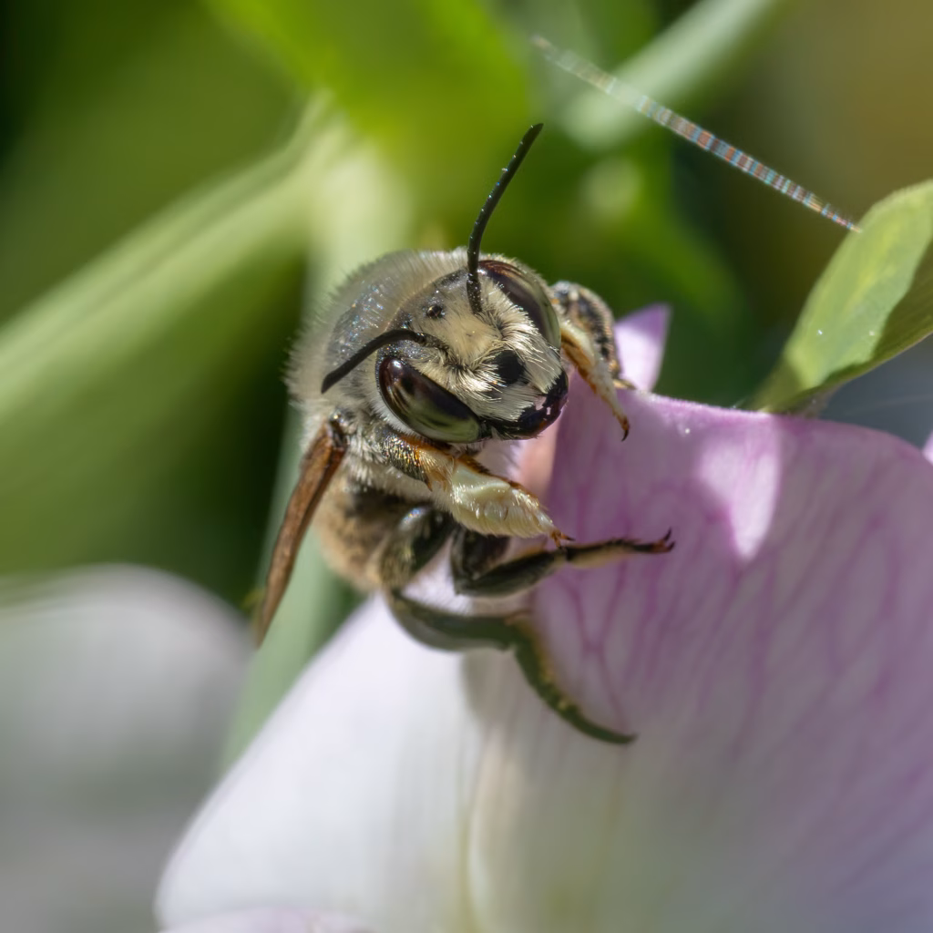 Kystbladskærerbi - Megachile maritima - Han, , Fotograf Claus Bach.