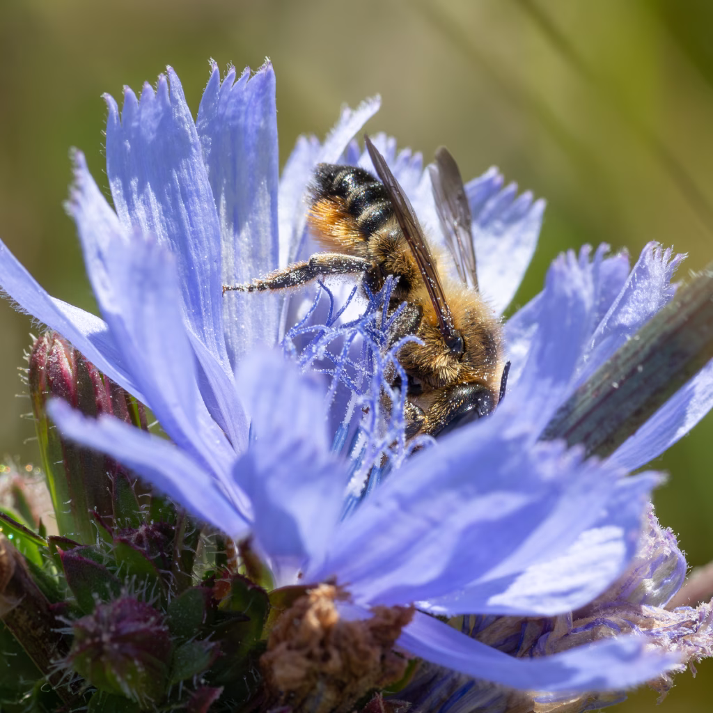 Megachile ligniseca - Hun, , Fotograf Claus Bach.