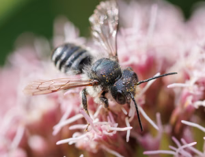 Flerfarvet bladskærerbi - Megachile versicolor - Han, , Fotograf Claus Bach.