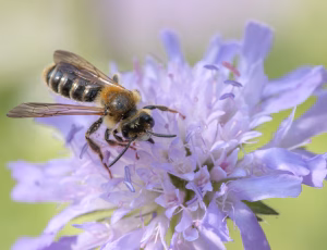 Blåhatjordbi - Andrena hattorfiana - Han, , Fotograf Claus Bach.