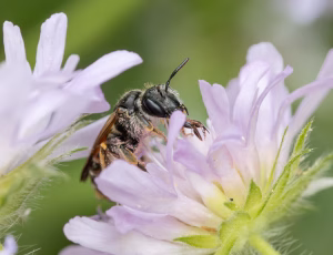 Blåhatjordbi - Andrena hattorfiana - Hun, , Fotograf Claus Bach.