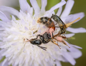 Blåhatjordbi - Andrena hattorfiana - Hun, , Fotograf Claus Bach.