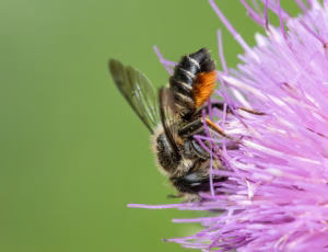 Flerfarvet Bladskærerbi - Megachile versicolor - Hun, , Fotograf Claus Bach.