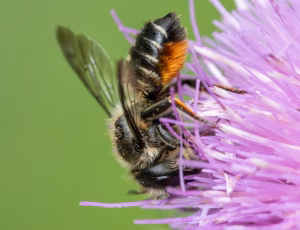 Flerfarvet Bladskærerbi - Megachile versicolor - Hun, , Fotograf Claus Bach.