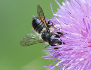 Flerfarvet Bladskærerbi - Megachile versicolor - Hun, , Fotograf Claus Bach.