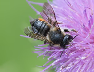 Flerfarvet Bladskærerbi - Megachile versicolor - Hun, , Fotograf Claus Bach.