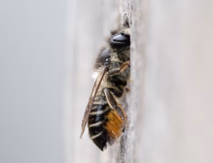 Gederamsbladskærerbi - Megachile lapponica - Female

-From a site view T6 is straight, not concave
-T6 has short appressed hair
-Orange pollen brushes, but black hais at the tip.
-Black/dark brown hair on top of the head and scutum
-Light Hair on face, on the site of the head, on propodeum, site of thorax and on T1 and T2
- Withe hair on tergite bands. Completet on T5, broken on T2-T4., , Fotograf Claus Bach.