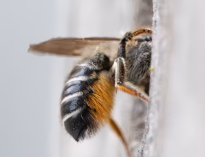 Gederamsbladskærerbi - Megachile lapponica - Female

-From a site view T6 is straight, not concave
-T6 has short appressed hair
-Orange pollen brushes, but black hais at the tip.
-Black/dark brown hair on top of the head and scutum
-Light Hair on face, on the site of the head, on propodeum, site of thorax and on T1 and T2
- Withe hair on tergite bands. Completet on T5, broken on T2-T4., , Fotograf Claus Bach.