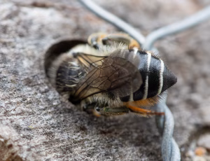 Gederamsbladskærerbi - Megachile lapponica - Female

-From a site view T6 is straight, not concave
-T6 has short appressed hair
-Orange pollen brushes, but black hais at the tip.
-Black/dark brown hair on top of the head and scutum
-Light Hair on face, on the site of the head, on propodeum, site of thorax and on T1 and T2
- Withe hair on tergite bands. Completet on T5, broken on T2-T4., , Fotograf Claus Bach.