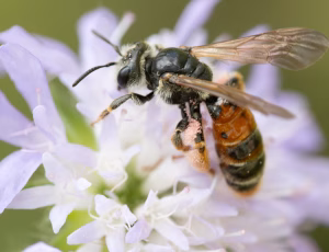 Blåhatjordbi - Andrena hattorfiana - Hun, , Fotograf Claus Bach.
