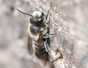 Flerfarvet bladskærerbi - Megachile versicolor - Han, , Fotograf Claus Bach.