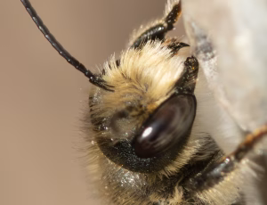 Flerfarvet bladskærerbi - Megachile versicolor - Han, , Fotograf Claus Bach.