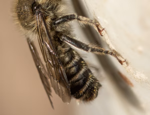 Flerfarvet bladskærerbi - Megachile versicolor - Han, , Fotograf Claus Bach.