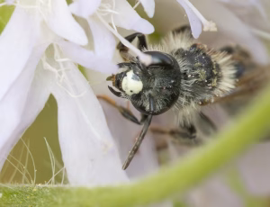 Blåhatjordbi - Andrena hattorfiana - Han, , Fotograf Claus Bach.