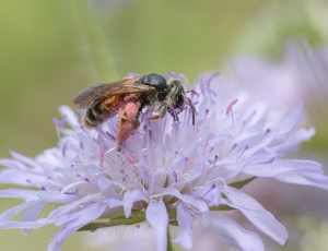 Blåhatjordbi - Andrena hattorfiana, , Fotograf Claus Bach.