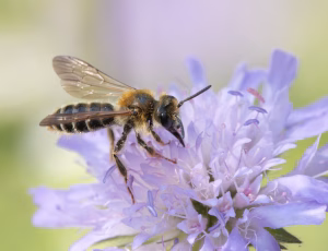 Blåhatjordbi - Andrena hattorfiana - Han, , Fotograf Claus Bach.