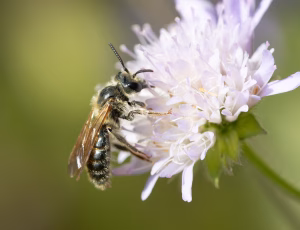 Blåhatjordbi - Andrena hattorfiana - Han, , Fotograf Claus Bach.