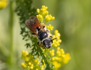 Blåhatjordbi - Andrena hattorfiana - Hun, , Fotograf Claus Bach.