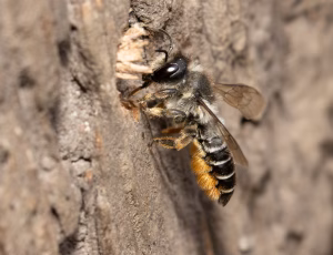 Gederamsbladskærerbi - Megachile lapponica - Hun, , Fotograf Claus Bach.