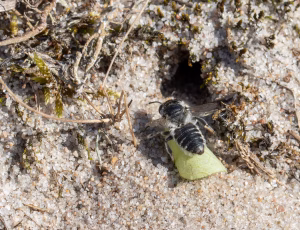 Klitbladskærerbi - Megachile leachella - Hun, , Fotograf Claus Bach.