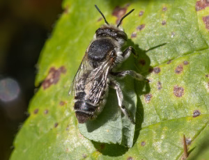 Klitbladskærerbi - Megachile leachella - Hun, , Fotograf Claus Bach.