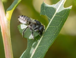 Klitbladskærerbi - Megachile leachella - Hun, , Fotograf Claus Bach.