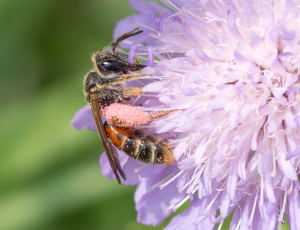 Blåhatjordbi - Andrena hattorfiana - Hun, , Fotograf Claus Bach.