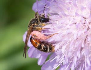 Blåhatjordbi - Andrena hattorfiana - Hun, , Fotograf Claus Bach.
