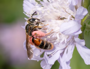 Blåhatjordbi - Andrena hattorfiana - Hun, , Fotograf Claus Bach.