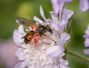 Blåhatjordbi - Andrena hattorfiana - Hun, , Fotograf Claus Bach.