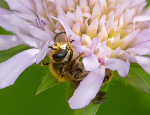 Blåhatjordbi - Andrena hattorfiana - Han, , Fotograf Claus Bach.