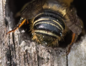 Flerfarvet bladskærerbi - Megachile versicolor - Han, , Fotograf Claus Bach.