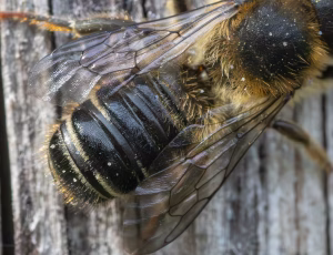 Flerfarvet bladskærerbi - Megachile versicolor - Han, , Fotograf Claus Bach.