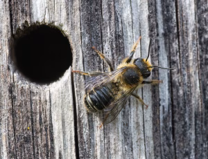 Flerfarvet bladskærerbi - Megachile versicolor - Han, , Fotograf Claus Bach.