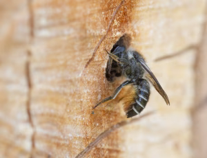 Gederamsbladskærerbi - Megachile lapponica - Hun, , Fotograf Claus Bach.