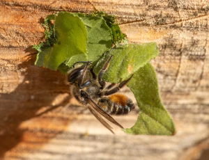 Megachile ligniseca - Hun, , Fotograf Claus Bach.