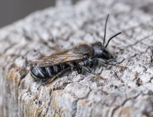 Flerfarvet bladskærerbi - Megachile versicolor - Han, , Fotograf Claus Bach.