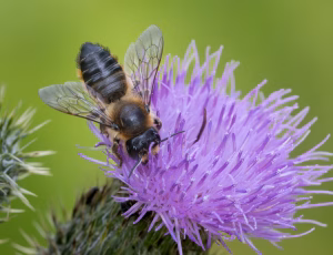 Megachile willughbiella eller ligniseca - Hun, , Fotograf Claus Bach.