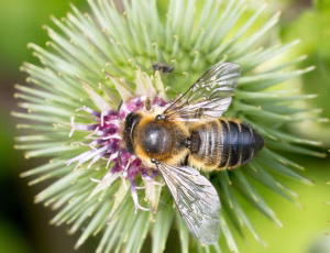 Megachile willughbiella eller ligniseca - Hun, , Fotograf Claus Bach.