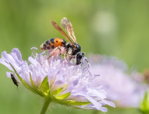 Blåhatjordbi - Andrena hattorfiana - Hun, , Fotograf Claus Bach.