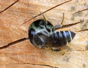 Gederamsbladskærerbi - Megachile lapponica - Hun, , Fotograf Claus Bach.