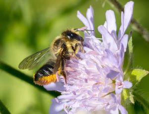 Megachile ligniseca - Hun, , Fotograf Claus Bach.