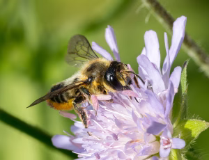 Megachile ligniseca - Hun, , Fotograf Claus Bach.