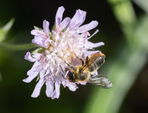 Megachile ligniseca - Hun, , Fotograf Claus Bach.