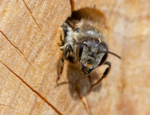 Gederamsbladskærerbi - Megachile lapponica - Hun, , Fotograf Claus Bach.