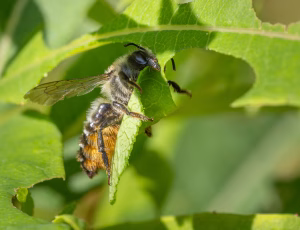 Gederamsbladskærerbi - Megachile lapponica - Hun, , Fotograf Claus Bach.