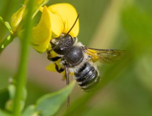 Flerfarvet bladskærerbi - Megachile versicolor - Han, , Fotograf Claus Bach.