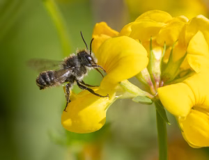 Flerfarvet bladskærerbi - Megachile versicolor - Han, , Fotograf Claus Bach.