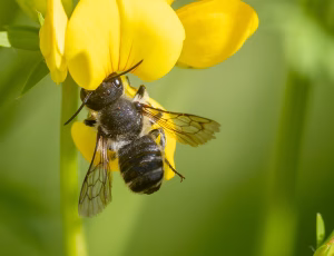 Flerfarvet bladskærerbi - Megachile versicolor - Han, , Fotograf Claus Bach.