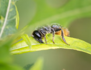 Gederamsbladskærerbi - Megachile lapponica - Hun, , Fotograf Claus Bach.